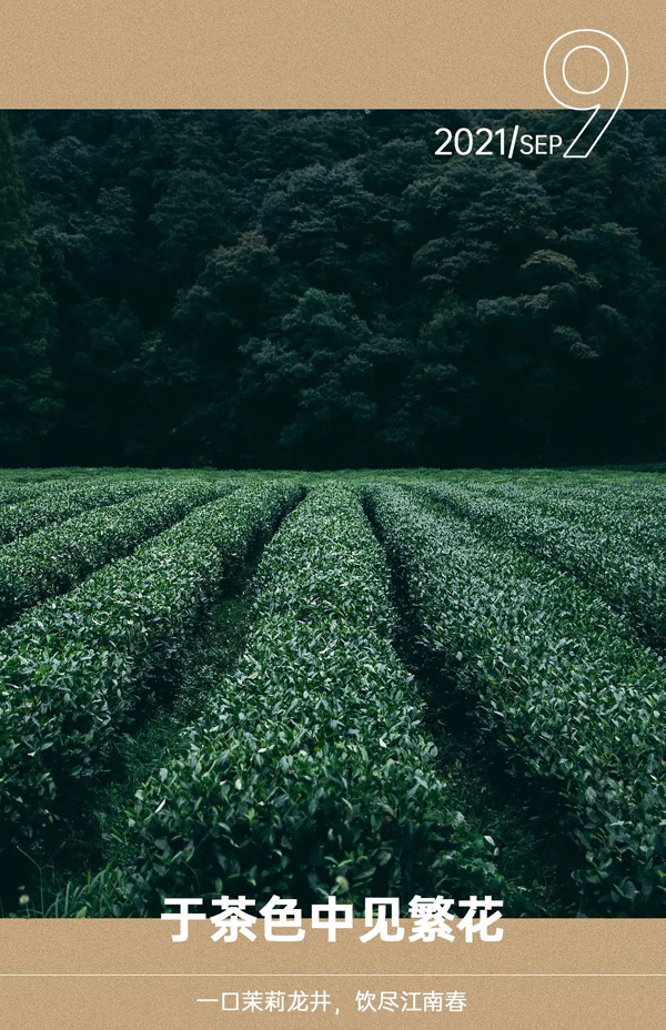 vvid小野电子烟|于茶色中见繁花，一口茉莉龙井，饮尽江南春